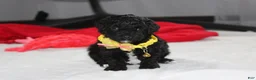 Yorkiepoo dogs for sale: Rocky - Ad 14