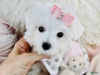 Maltese dogs Maltese Puppy 1 - Ad 9