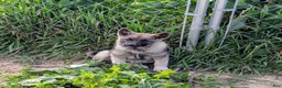 Norwegian Elkhound dogs for sale: RED COLLAR - Ad 7
