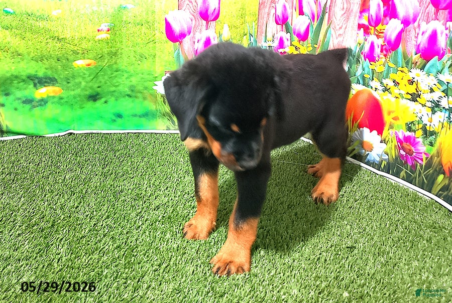 Rottweiler dogs Bella - Ad 2