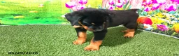 Rottweiler dogs for sale: Bella - Ad 2