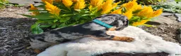 Miniature Dachshund dogs for sale: Sterling  - Ad 15
