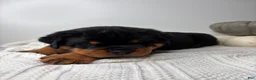 Rottweiler dogs for sale: Jose - Ad 11