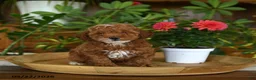 Miniature Poodle dogs for sale: Juno - Ad 3
