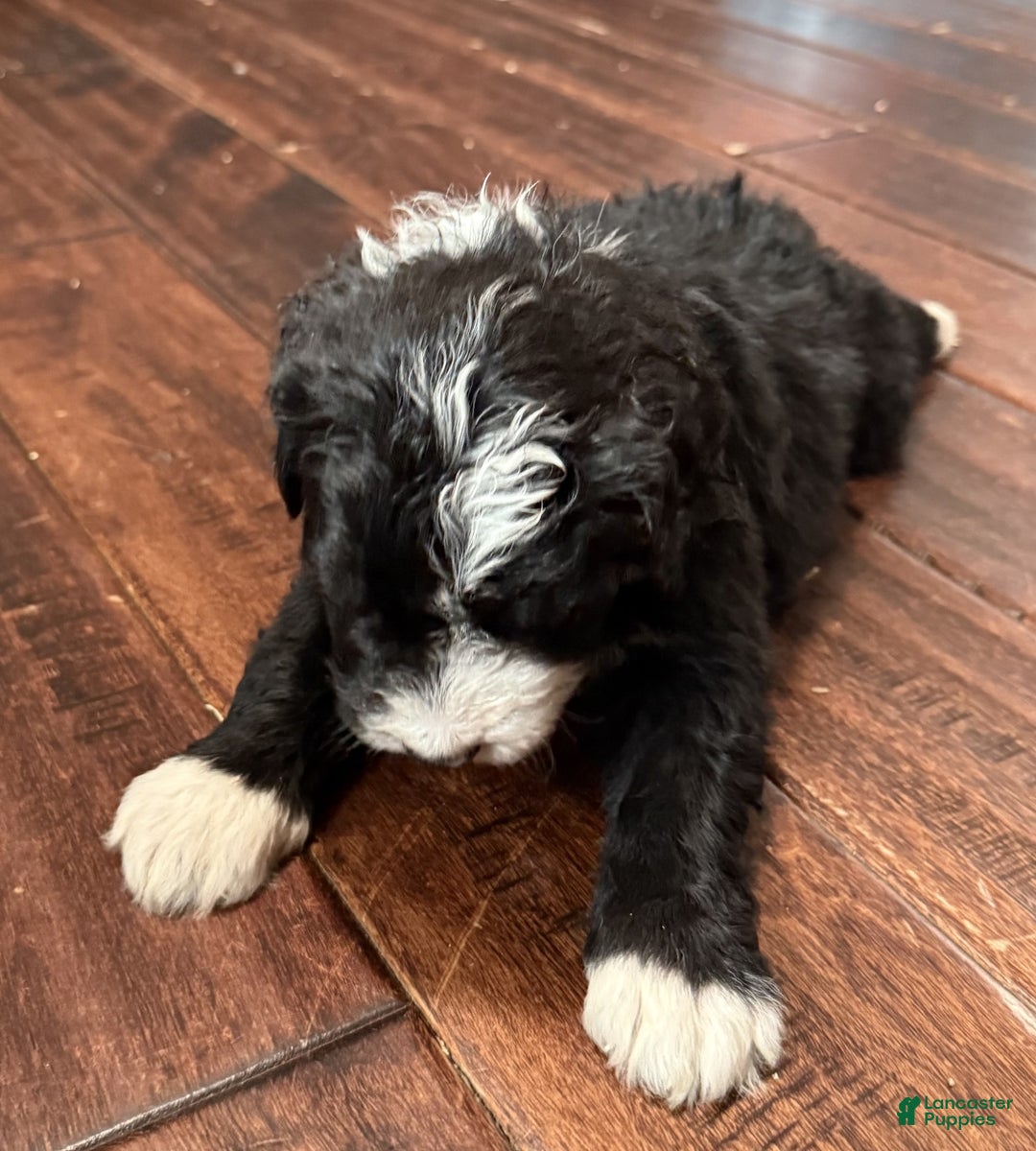 Bernedoodle dogs for sale: Laurel - Ad 2
