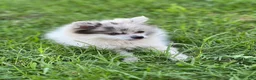 Pomeranian dogs for sale: Bluey - Ad 17