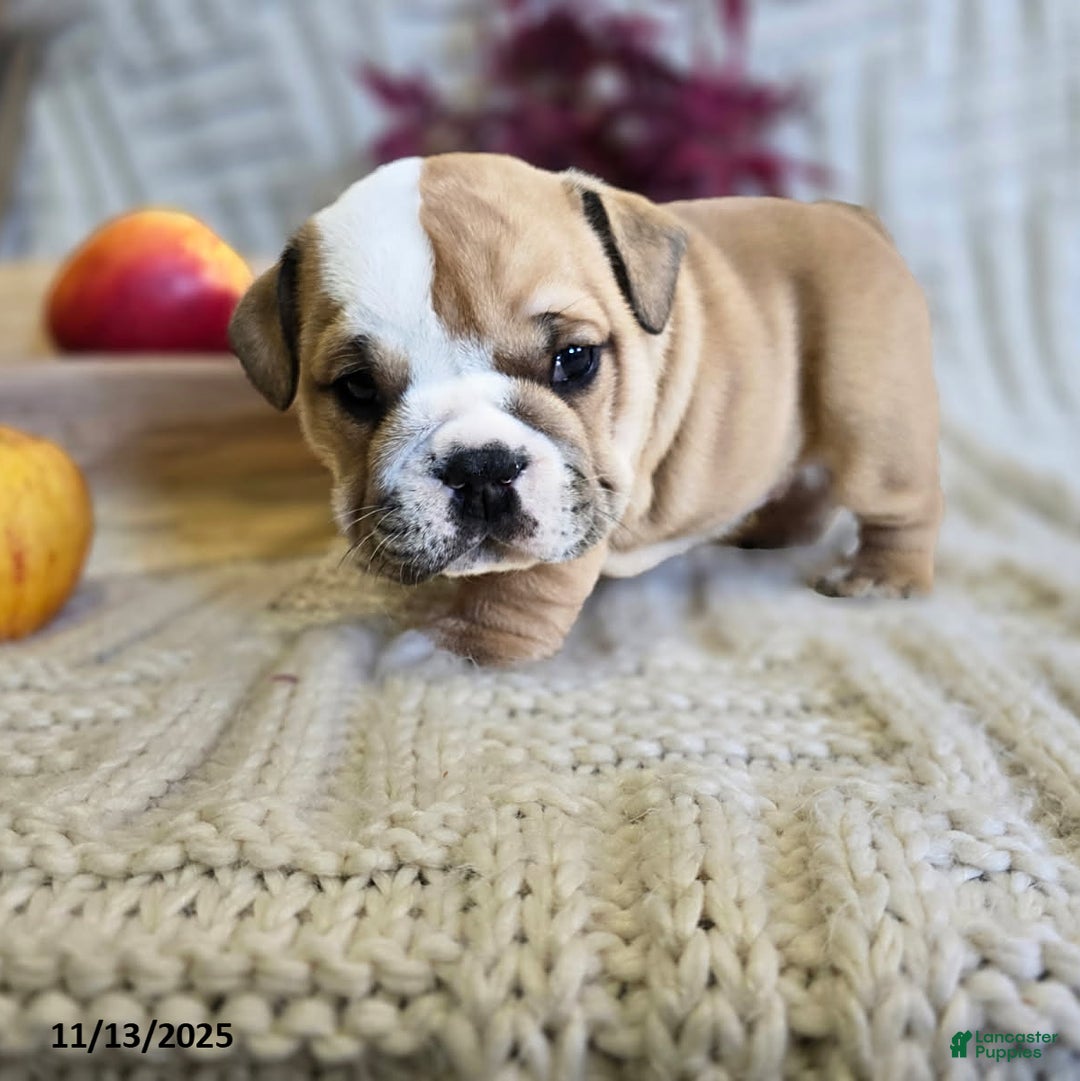 English Bulldog dogs for sale: Bear - Ad 15