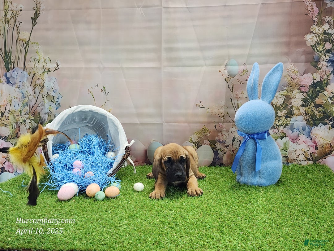 Mixed Breed dogs for sale: 2025 Bloodahoula Male 1 "Huck" - Ad 20