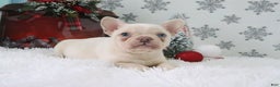 French Bulldog dogs for sale: Sheila - Ad 3