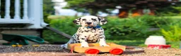 Dalmatian dogs for sale: Tasha - Ad 4