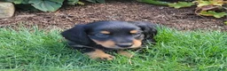 Miniature Dachshund dogs for sale: Vivian  - Ad 38