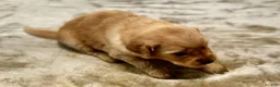 Golden Retriever dogs for sale: 4227 Pink COllar - Ad 1
