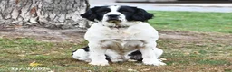English Springer Spaniel dogs for sale: Wafer  - Ad 7