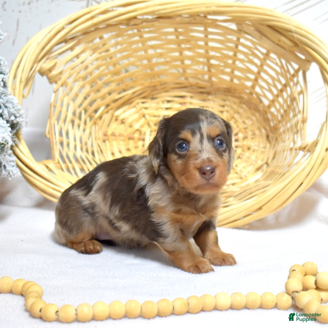 Miniature Dachshund dogs for sale: Latte - Ad 5