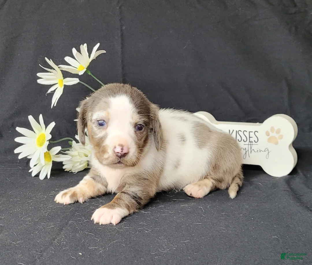 Miniature Dachshund dogs for sale: Cissy AKC Dapple piebald - Ad 1