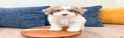Miniature Poodle dogs for sale: Sophie - Ad 2