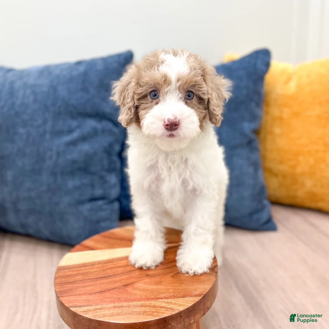 Miniature Poodle dogs for sale: Sophie - Ad 2