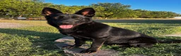 German Shepherd dogs for sale: Red Collar - Ad 2