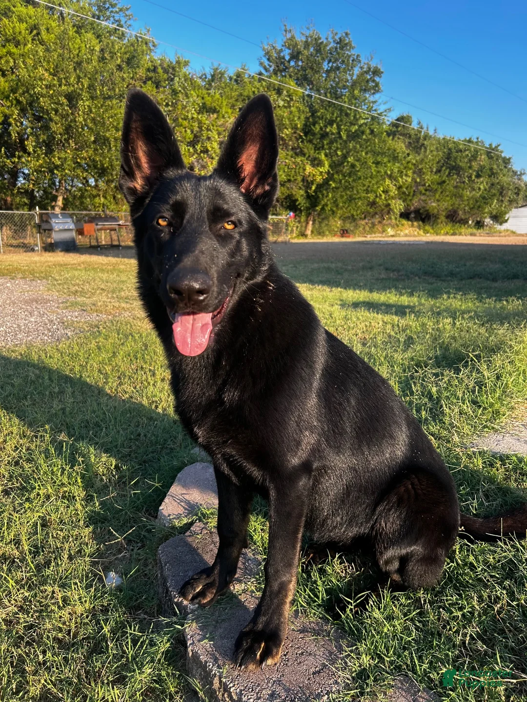 German Shepherd dogs for sale: Red Collar - Ad 2