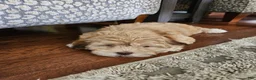 Havapoo dogs for sale: Jordie - Ad 19