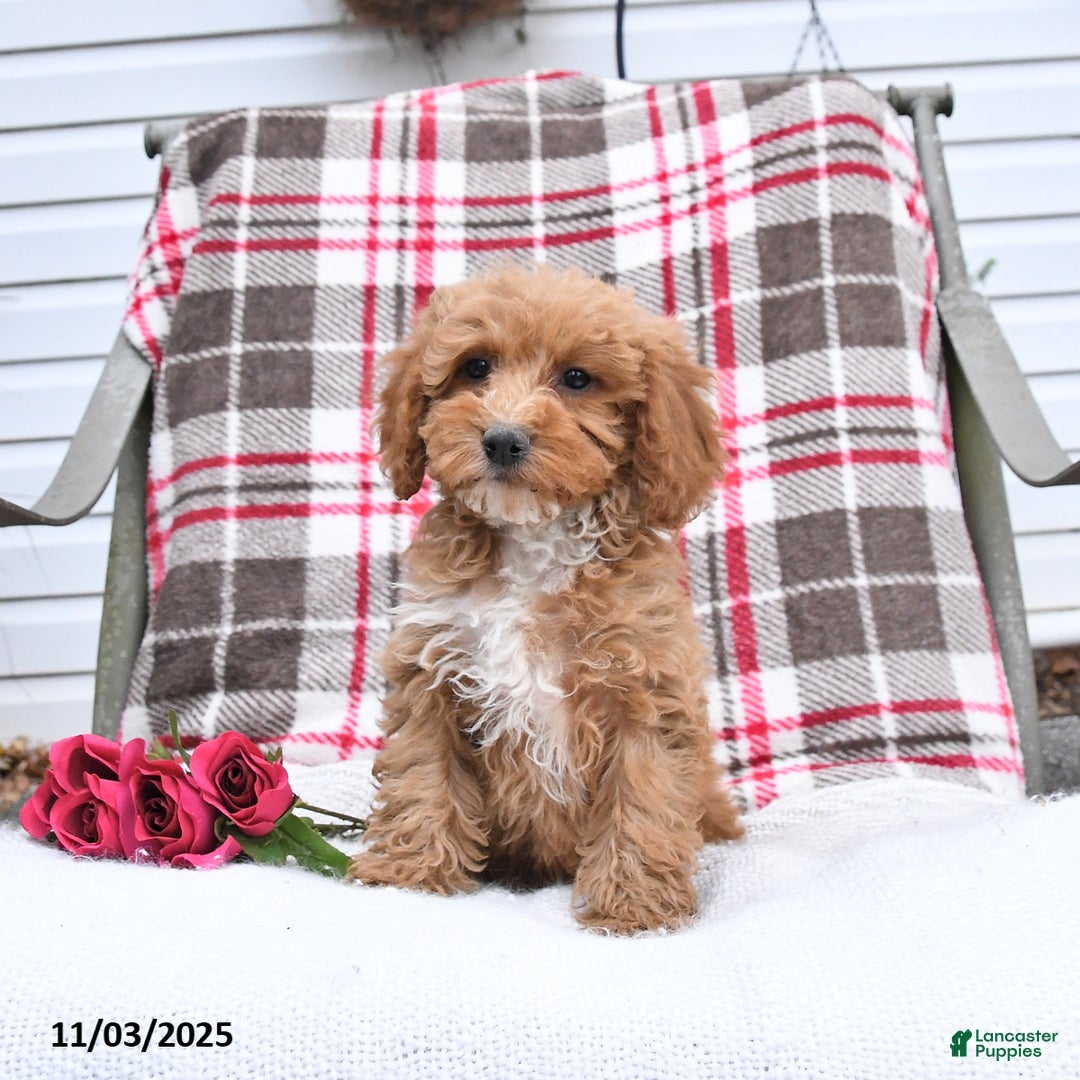 Cockapoo dogs for sale: Cindy - Ad 5