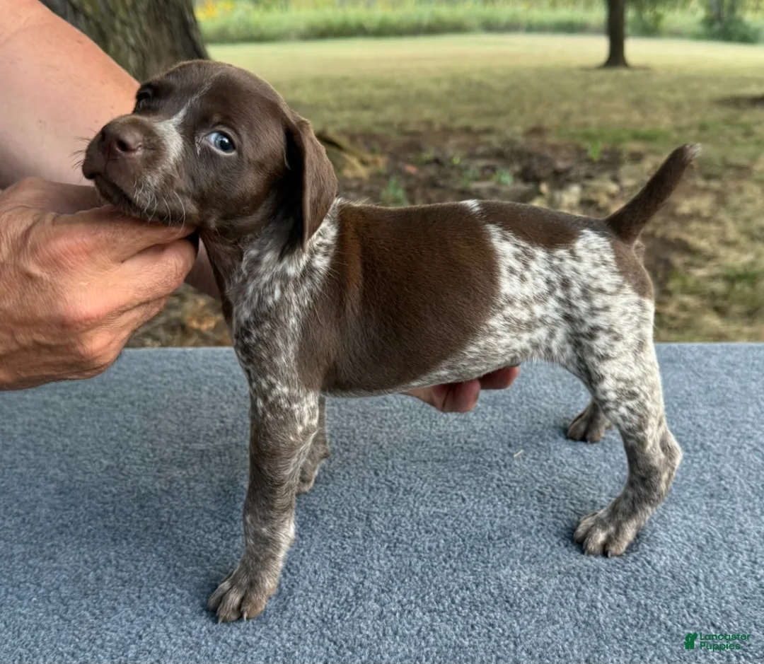 German Shorthaired Pointer dogs for sale: Boy 4 - Ad 3