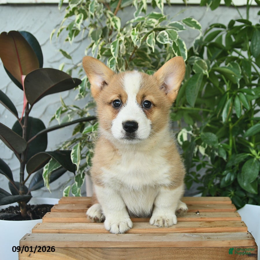 Welsh Corgi Pembroke dogs for sale: Hardy  - Ad 1