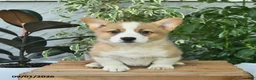 Welsh Corgi Pembroke dogs for sale: Hardy  - Ad 1