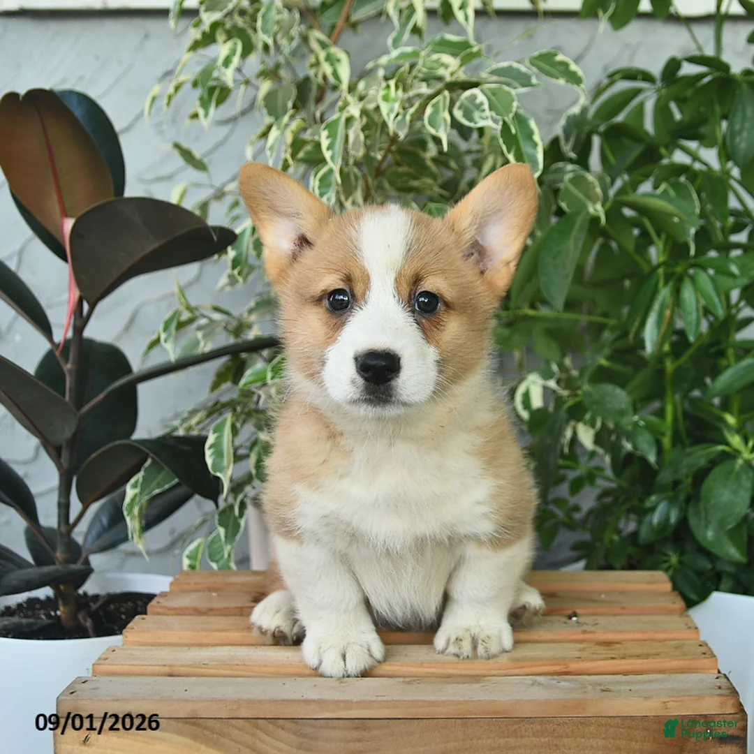 Welsh Corgi Pembroke dogs for sale: Hardy  - Ad 1