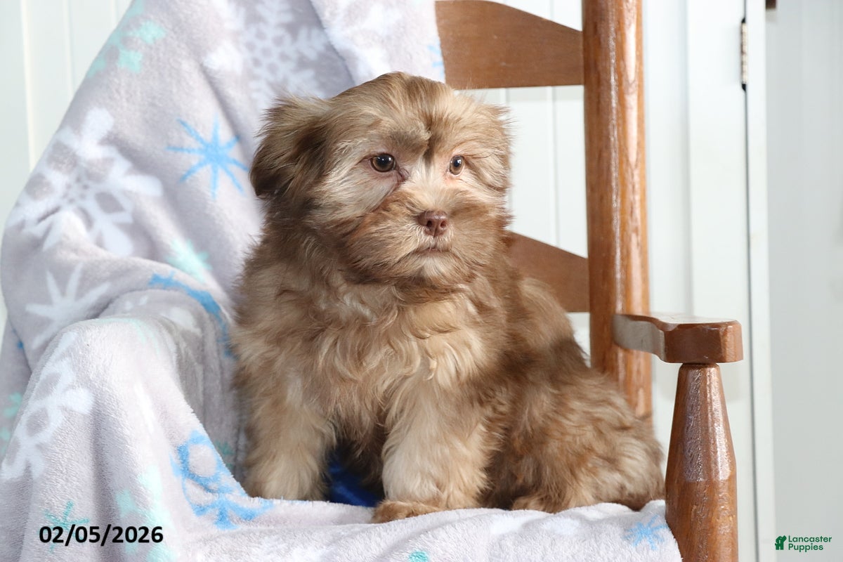 Shorkie dogs Lulu - Ad 2