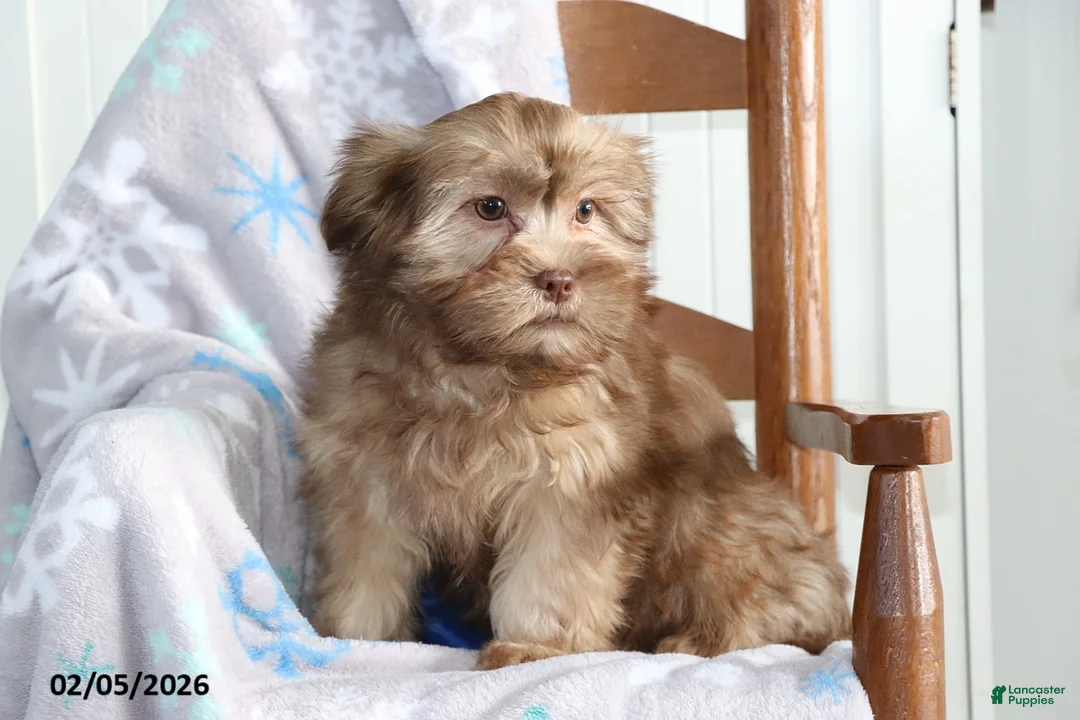 Shorkie dogs for sale: Lulu - Ad 2