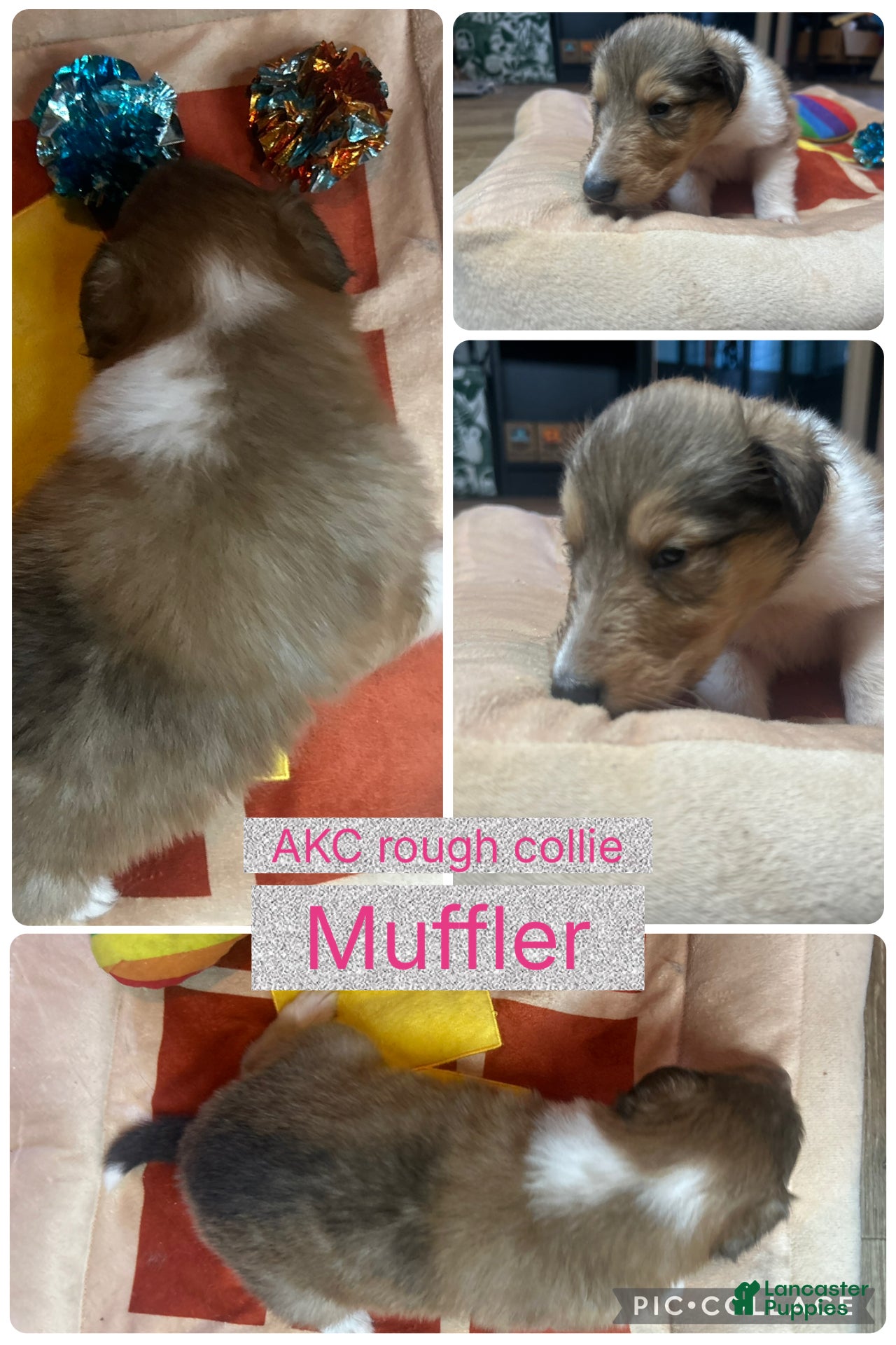 Collie dogs Muffler - Ad 7