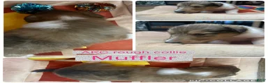 Muffler