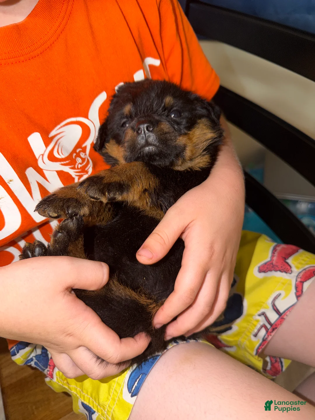 Rottweiler dogs for sale: Rottweiler Puppy 2 - Ad 2