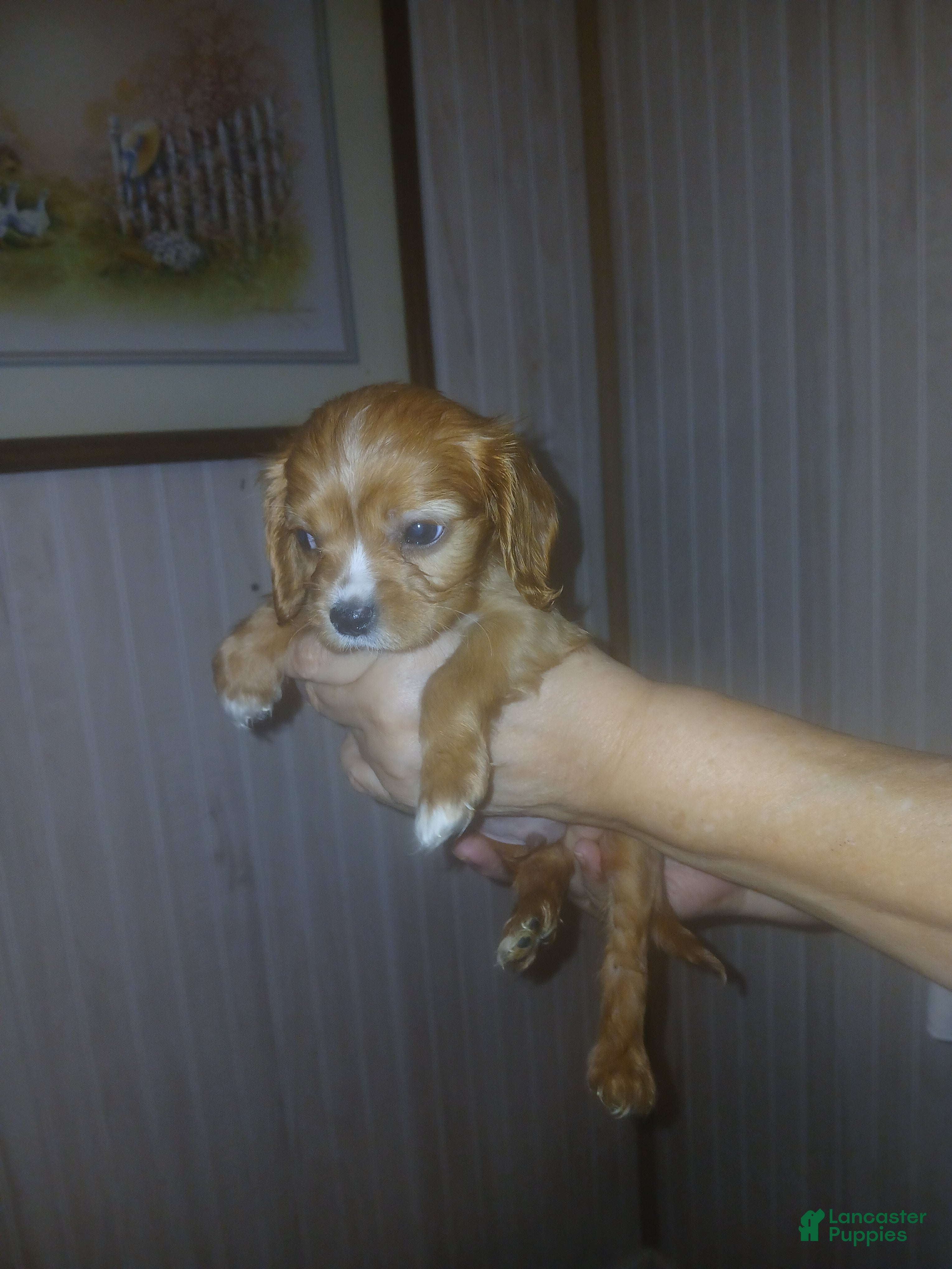 Cavalier King Charles Spaniel dogs Cavalier King Charles Spaniel Puppy 2 - Ad 40