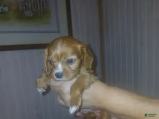 Cavalier King Charles Spaniel dogs Cavalier King Charles Spaniel Puppy 2 - Ad 40