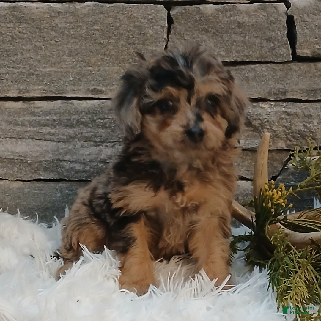 Miniature Poodle dogs for sale: Petals  - Ad 2
