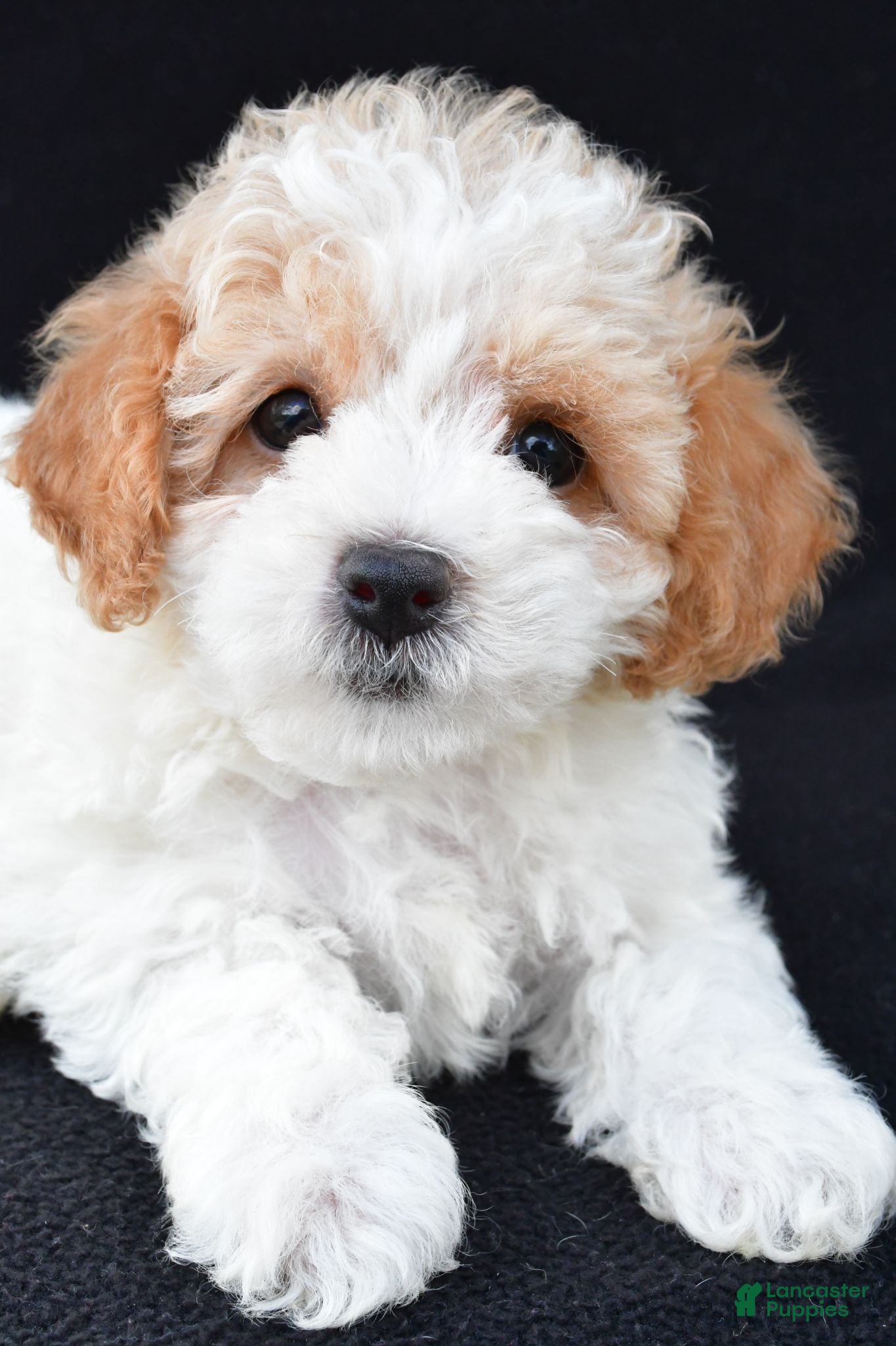 Cavachon dogs Jasper - Ad 2