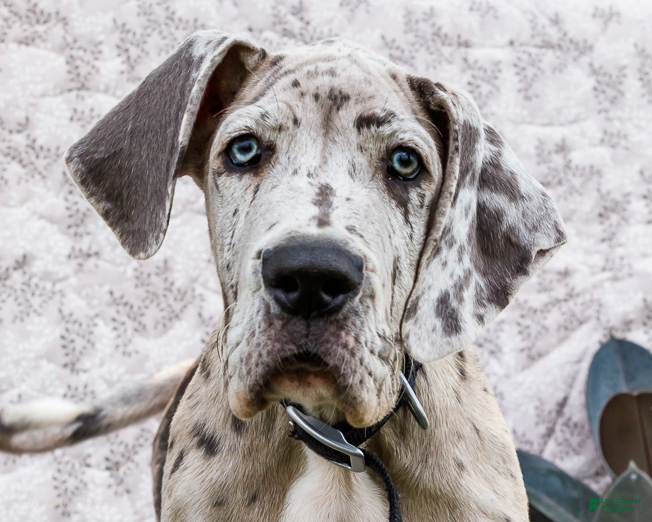 Great Dane dogs Mozark - Ad 2