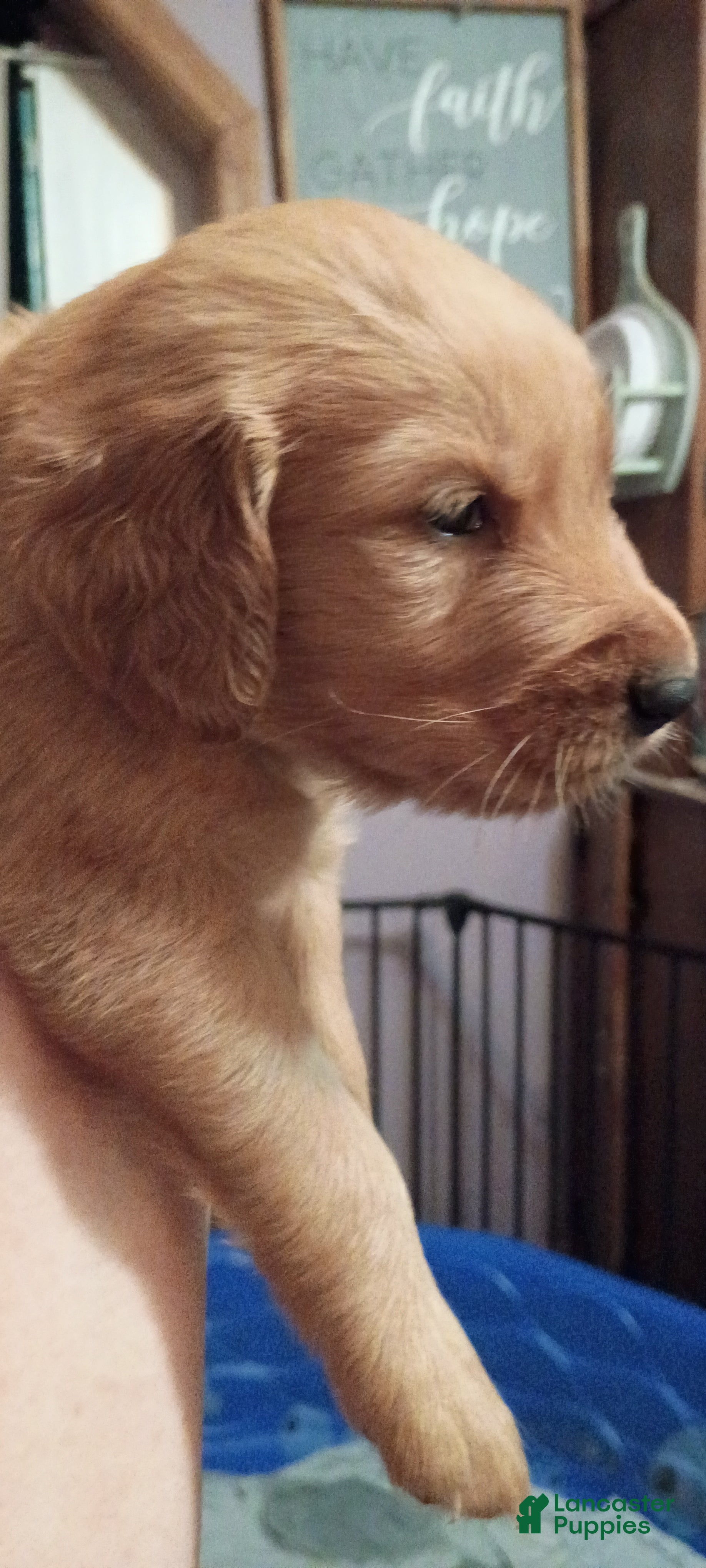 Golden Retriever dogs Golden Retriever Male 3 - Ad 2