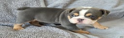 English Bulldog dogs for sale: AKC Harrison - Ad 4