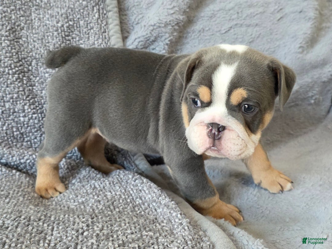 English Bulldog dogs for sale: AKC Harrison - Ad 4
