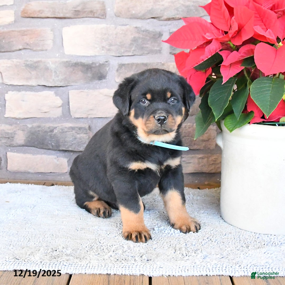 Rottweiler dogs for sale: Tundra - Ad 3