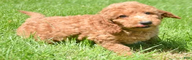 Dani Mini Goldendoodle 5