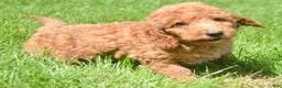 Mini Goldendoodle dogs for sale: Dani Mini Goldendoodle 5 - Ad 1