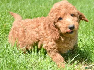Mini Goldendoodle dogs Dani Mini Goldendoodle 5 - Ad 8