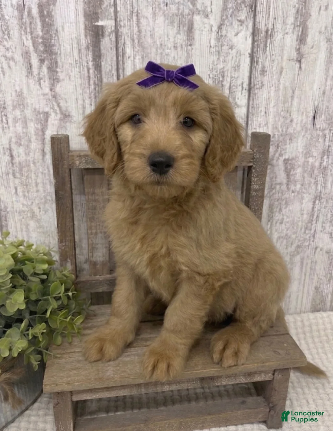 Goldendoodle dogs for sale: Goldendoodle 2 - Ad 2