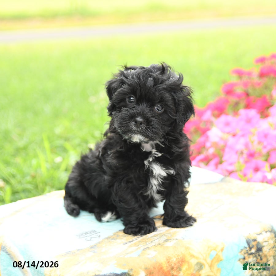 Shihpoo dogs Jupiter - Ad 1