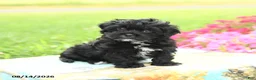 Shihpoo dogs for sale: Jupiter - Ad 1