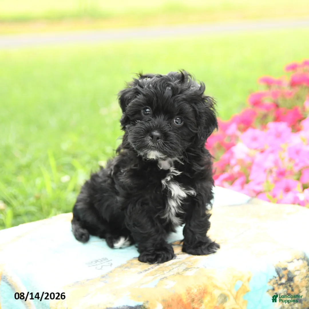 Shihpoo dogs for sale: Jupiter - Ad 1